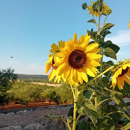 Bed & Breakfast Olio Su Pietra Castellana Grotte