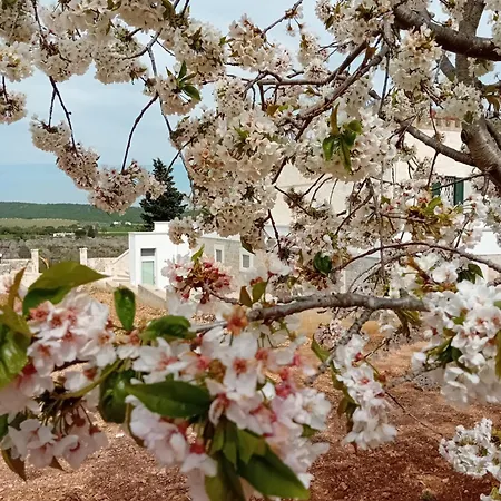 Olio Su Pietra *