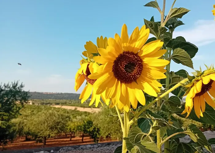 Bed & Breakfast Olio Su Pietra Castellana Grotte